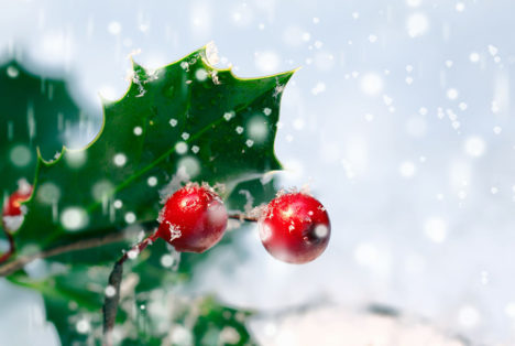 Quel est le sens du gui et du houx, à Noël ?