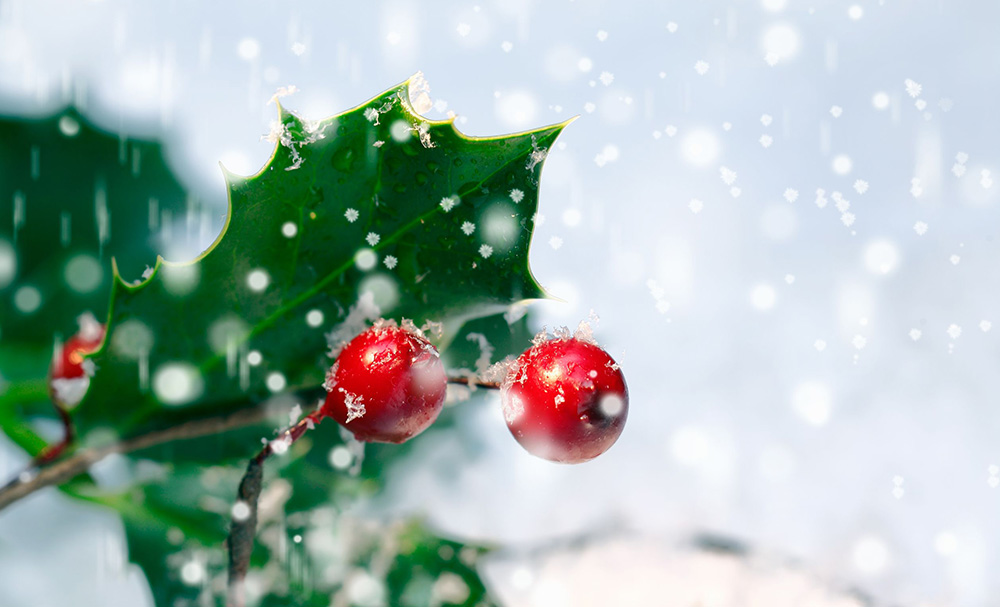 Quel est le sens du gui et du houx, à Noël ? La lumière de Noël