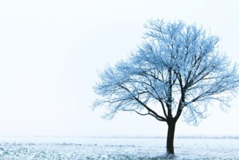 Par un très froid Noël blanc...