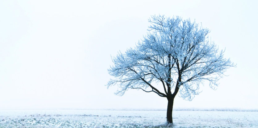 Par un très froid Noël blanc...